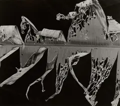 Brett Weston, Torn Leaf, 1978, Gelatin silver print from Hawaii: Leaves And Lava , printed 1980