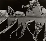 Brett Weston, Torn Leaf, 1978, Gelatin silver print from Hawaii: Leaves And Lava , printed 1980
