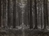 Albert Renger-Patzsch, Abfuhrweg im Fichtenwald (Access Road in the Forest)
