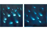 Ross Bleckner, Blue Star, 2001, oil on linen, in 2 parts