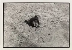 Bear Head on Ground by Zoe Leonard, 1996, gelatin silver print, sold Jun 2024