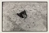 Zoe Leonard, Bear Head on Ground