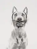 William Wegman, Ray Cat (Dog with Cat Face) from the series Improved Photographs, 1979, screenprint on gelatin silver print