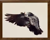 Roe Ethridge, Pigeon