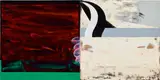 David Reed, #177-2, 1980–1983, oil and alkyd on 2 adjoined wood panels