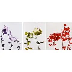 James Welling, Three works from Flowers : (i) #017 ; (ii) #020 ; (iii) #031, 2004, chromogenic print, mounted on aluminum