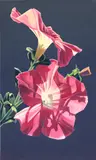 Ed Mell, Two Petunias