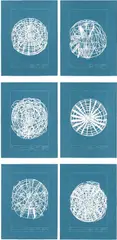 Terry Winters, Intervals, 2003, The complete set of six aquatints in colors with embossing, on handmade laid paper, the full sheets