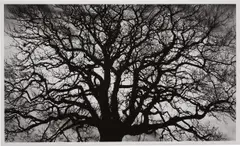 Robert Longo, Untitled (Tree), 2018, Archival pigment print, on wove paper, with full margins