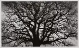 Robert Longo, Untitled (Tree), 2018, Archival pigment print, on wove paper, with full margins