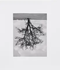Rodney Graham, Oxfordshire Oak, Bandord Fall, 1990, Gelatin silver print, on photo paper