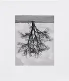 Rodney Graham, Oxfordshire Oak, Bandord Fall