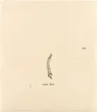 Jean-Michel Basquiat, Untitled (Plate Ten), from Untitled: from Leonardo, 1985, Screenprint in colors, on Okawara paper, the full sheet
