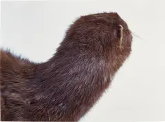 A Mink Look by Roni Horn, 1998, Iris print, on Monadnock paper, the full sheet, sold Apr 2023