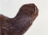 Roni Horn, A Mink Look
