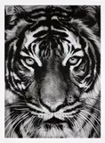 Robert Longo, Tiger, 2011, Archival pigment print, on Epson hot-pressed paper, with full margins,