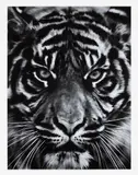 Robert Longo, Untitled (Tiger Head 2), 2014, Archival pigment print, on wove paper, with full margins