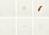 Ed Ruscha, Stains (E. B9), 1969, The complete artist's book of 75 stains, on Eagle Coupon Bond paper, with one additional stain of the artist's blood on white silk moiré fabric boxed in the portfolio, with title, colophon and index pages, all loose (as issued), contained in the original clamshell portfolio covered with black textured paper with embossed title in silver ink on the cover and spine