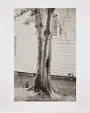 David Hammons, Money Tree (P. 31), 1992, Sepia print