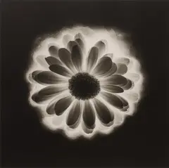 Flower by Robert Mapplethorpe, 1985, Platinum-palladium print, sold Apr 2023