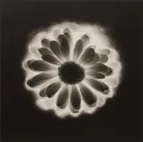 Flower by Robert Mapplethorpe, 1985, Platinum-palladium print, sold Apr 2023