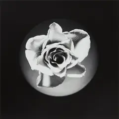 Robert Mapplethorpe, Rose, 1985, Gelatin silver print, printed 1985