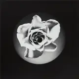Rose by Robert Mapplethorpe, 1985, Gelatin silver print, printed 1985, sold Apr 2023