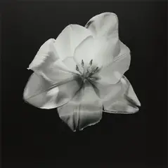 Robert Mapplethorpe, Tulip, 1985, Gelatin silver print