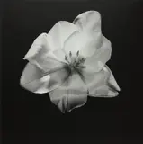Tulip by Robert Mapplethorpe, 1985, Gelatin silver print, sold Apr 2023