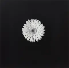 Robert Mapplethorpe, Flower, 1984, Gelatin silver print, printed 1984