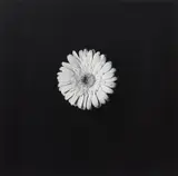 Flower by Robert Mapplethorpe, 1984, Gelatin silver print, printed 1984, sold Apr 2023