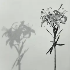 Lily by Robert Mapplethorpe, 1979, Gelatin silver print, sold Apr 2023