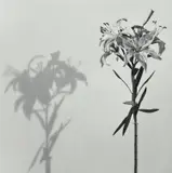 Lily by Robert Mapplethorpe, 1979, Gelatin silver print, sold Apr 2023
