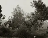Robert Adams, Broken trees near Box Springs Mtns., east of Riverside, California
