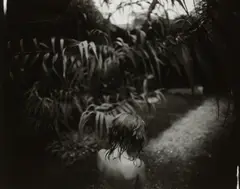 Arundo Donax by Sally Mann, 1988, Gelatin silver print, sold Apr 2023