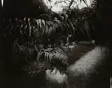Sally Mann, Arundo Donax, 1988, Gelatin silver print