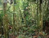Thomas Struth, Paradise 24, Sao Francisco de Xavier, Brazil, 2001, Chromogenic print, face-mounted to Plexiglas