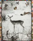 Peter Beard, Impala
