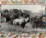 Peter Beard, The Singing Rhino - Kenya, June