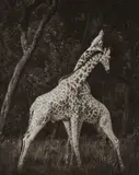 Giraffes Battling in Forest, Maasai Mara by Nick Brandt, 2008, Archival pigment print, sold Apr 2023