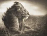 Lion Before Storm II, Sitting Profile, Maasai Mara by Nick Brandt, 2006, Archival pigment print, printed 2010, sold Apr 2023