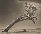 Lion Under Leaning Tree, Maasai Mara by Nick Brandt, 2008, Archival pigment print, offered Apr 2023