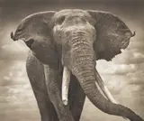 Elephant With Tattered Ears, Amboseli by Nick Brandt, 2007, Archival pigment print, printed 2009, sold Apr 2023