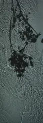 Susan Derges, The River Taw (New Moon Ivy), Oct. 20, 1998, Unique dye destruction photogram, flush-mounted