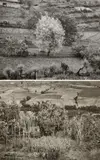 Emmet Gowin, Garden, Siena, Italy; Poggibonzi, Italy, 1978, Two gelatin silver prints, printed later