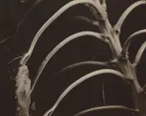 Edward Steichen, Backbone and Ribs of a Sunflower