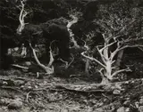 Edward Weston, Cypress -- Point Lobos, California