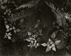 Ansel Adams, Leaves, Mills College, 1931, Mural-sized gelatin silver print, printed late 1950s or early 1960s, flush-mounted