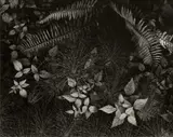 Ansel Adams, Leaves, Mills College