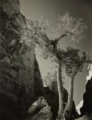Tree and Canyon by Minor White, 1966, Gelatin silver print, offered Apr 2023